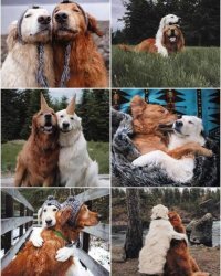 Собачий фотопозитив