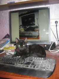 Кошачий фотопозитив