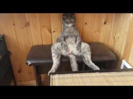 Прикольные и смешные картинки