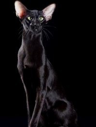 Красавец-ориентал. Очень грациозные и какие-то прям космические кошки :)