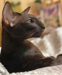 Красавец-ориентал. Очень грациозные и какие-то прям космические кошки :)