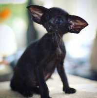 Красавец-ориентал. Очень грациозные и какие-то прям космические кошки :)