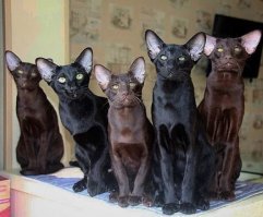 Красавец-ориентал. Очень грациозные и какие-то прям космические кошки :)