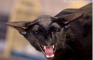 Красавец-ориентал. Очень грациозные и какие-то прям космические кошки :)