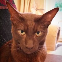 Тоже"Гавана".