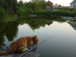 Кошачий фотопозитив
