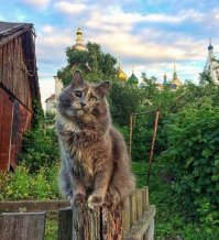 Кошачий фотопозитив