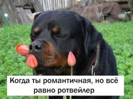 10 собак, которые достигли совершенства в искусстве маскировки