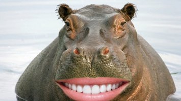 17 фотографий бегемотиков, которые влюбляют в себя с первой складочки