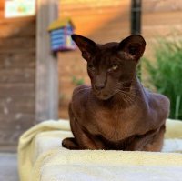 Что это за порода?