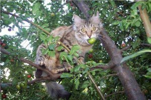 Наконец-то стало известно, почему кошки едят хлеб!