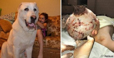 Это касается тех фото,где здоровые собаки без намордников.