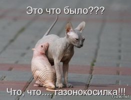 Кто сказал, что сфинксы - противные существа? Они само очарование!