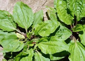 Лечение бобо в моём детстве