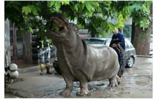 Причём тут Россия?

Это фото из Грузии, там в 2015 году было сильное наводнение из-за проливных дождей. Тогда даже зоопарк смыло сильным потоком воды, погибли более 300 животных.