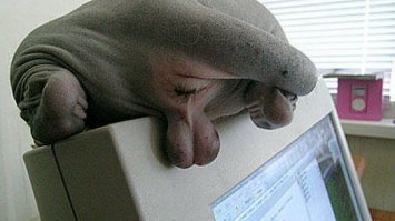 Кто сказал, что сфинксы - противные существа? Они само очарование!