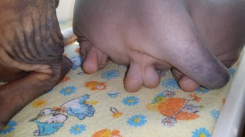 Кто сказал, что сфинксы - противные существа? Они само очарование!