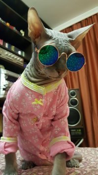 Кто сказал, что сфинксы - противные существа? Они само очарование!