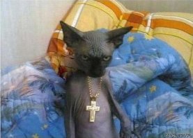 Кто сказал, что сфинксы - противные существа? Они само очарование!