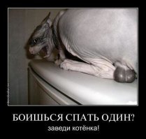 Кто сказал, что сфинксы - противные существа? Они само очарование!