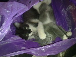 котики хорошо, я люблю котикоф