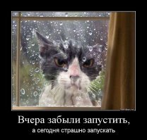 Кот пришел в бешенство, когда хозяйка заперла его на балконе