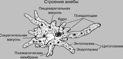 Что истерика началась))))  Ответить то нечего по существу......И да, я понимаю что амёбам не надо писать длинные тексты и предложения которые состоят больше 7-8 слов........Мозг перегревается.......

Но фокус то в том что помимо амёб эти тексты читают адекватные люди и в особенности адекватная молодёжь........Пусть таких будет 1 из 100.......Но зато этот 1 не станет таким как ты)))))))
Удачи!