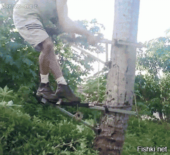 Индийский фермер собрал моторизированное устройство для подъема на деревья