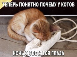 Мистический огонь, или Почему у кошек светятся глаза?