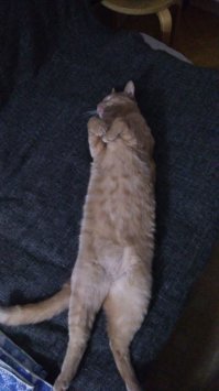 Мой шпротина только когда спит норм на фотках получается. =)