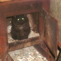 :) Ко мне в бокс один раз  очень вежливая кошка  приблудилась.  ходила такая, терлась о ворота ,  мурлыкала - пока я ей чего-то съедобного не принес - не зашла.  А через месяца 2 родила котят.    Вот это шорох был в боксе - было облажено, обоссано и подрано всё!  Но к счастью всех смогли раздать.  Половину заказчики забрали, половину знакомым.  Надеюсь все у этих котеек хорошо.