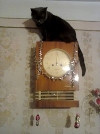 Завожу регулярно раз в две недели:  :)