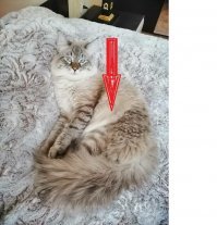 помогите найти кота?
вот он