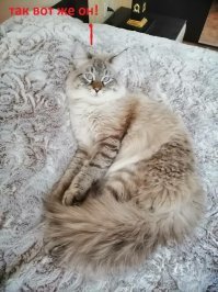 Пропал кот! Нижний Новгород