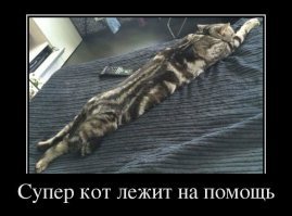 "Суперкот" в плаще сбежал из манежа со щенками 