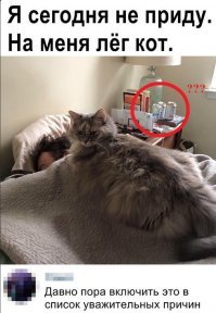 точно из за кота?