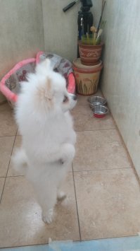 Сиськи, по понятным причинам не показываю, но утро встречает меня сейчас так: