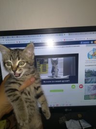 Образ кота в демотиваторах