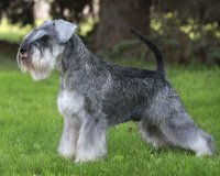 Цвергшнауцер - высота в холке 30 35 сантиметров


Цвергпинчер - рост 25-30 см.