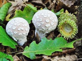 Наверное - подсмотрено у природы