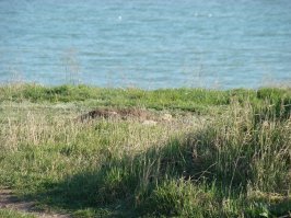 Нет больше моей "кукушки"...