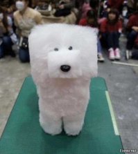 30 собак после стрижки: пост в котором мимимишность просто зашкаливает