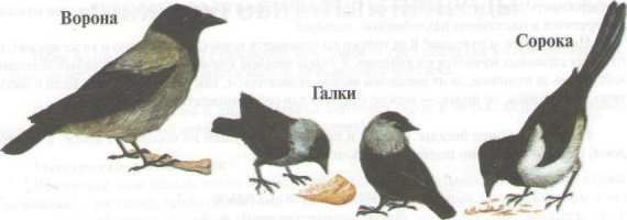 Ворона, которая знает толк в развлечениях