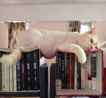 Такой кот точно не спасет мир !