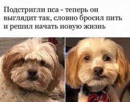 30 собак после стрижки: пост в котором мимимишность просто зашкаливает