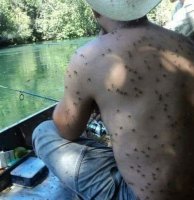 Это случайно не в городке ЛыскОво снято ? А то нас там комары чуть с палатками не унесли . Уснуть там из-за роя пищащих комаров не смогли . Такого ада я больше нигде не видела и не испытывала .