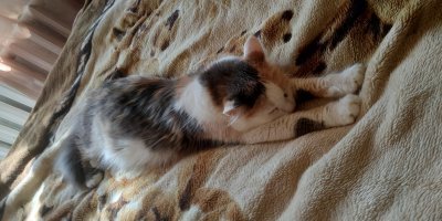 19 комиксов, которые демонстрируют, что жизнь с котом — это отдельная профессия