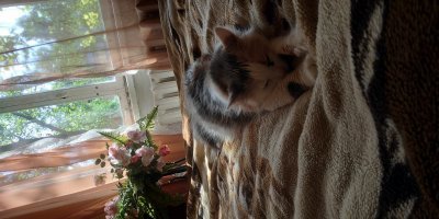 19 комиксов, которые демонстрируют, что жизнь с котом — это отдельная профессия