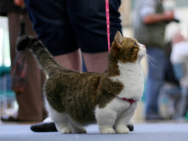 На любителя