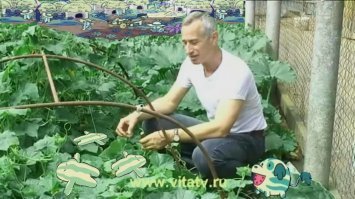 Огурец-молодец: где и почему огурцу поставили памятник?